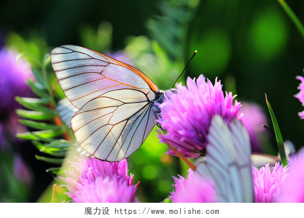蝴蝶在花丛中白上韭菜花蝴蝶